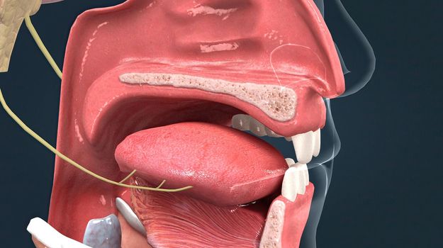 Olfactory organ there are two olfactory bulbs on the bottom side of the brain, one above each nasal cavity 3d illustration