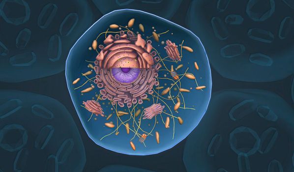 Cell Structure and Functions, Cell Organelles 3D illustration