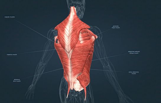 The muscles of the trunk include those that move the vertebral column, the muscles that form the thoracic and abdominal walls, and those that cover the pelvic outlet 3D illustration