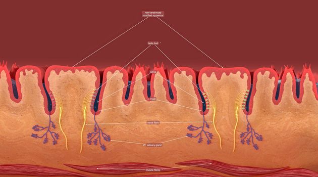Lingual papillae are small structures on the upper surface of the tongue that give it its rough texture. 3d illustration