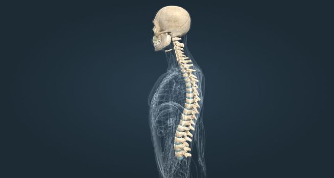 The female spinal column extends from the skull to the pelvis and is made up of 33 individual bones termed vertebrae 3D illustration