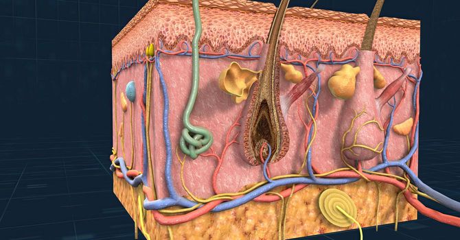 Anatomy of the skin, showing the epidermis, dermis, and subcutaneous tissue. 3D illustration