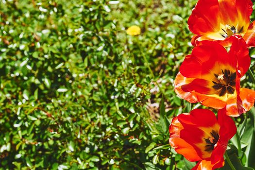 a bulbous spring flowering plant of the lily family, with boldly colored cup shaped flowers. Charming warm green lawn with bright delicate tulips close up.