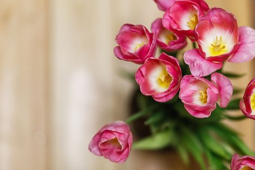 beautiful bouquets of rose tulips in spring on the dark background