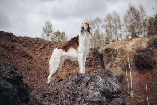 A red hound dog on the edge of the volcano crater watching the horizon or in the distance