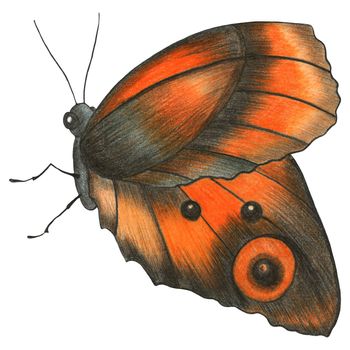 Hand Drawn Colorful Butterfly Isolated on White Background. Butterfly Illustration Drawn by Colored Pencil. Hand Drawn Moth Clipart.