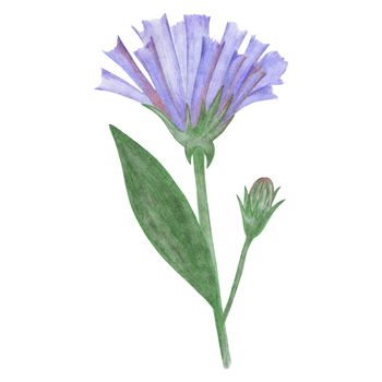 Blue Flowers with Green Leaves Isolated on White Background. Blue Flower Element Drawn by Colored Pencil.
