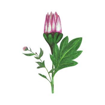 Red Chrysanthemum with Green Leaves and Flower Bud Isolated on White Background. Chrysanthemum Flower Element Drawn by Color Pencil.