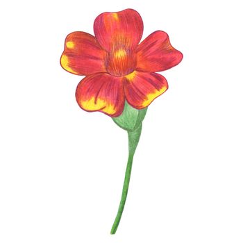 Red Marigold Isolated on White Background. Marigold Flower Element Drawn by Colored Pencil.