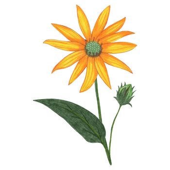 Yellow Topinambur with Green Leaves Isolated on White Background. Jerusalem Artichoke Flower Element Drawn by Colored Pencil.