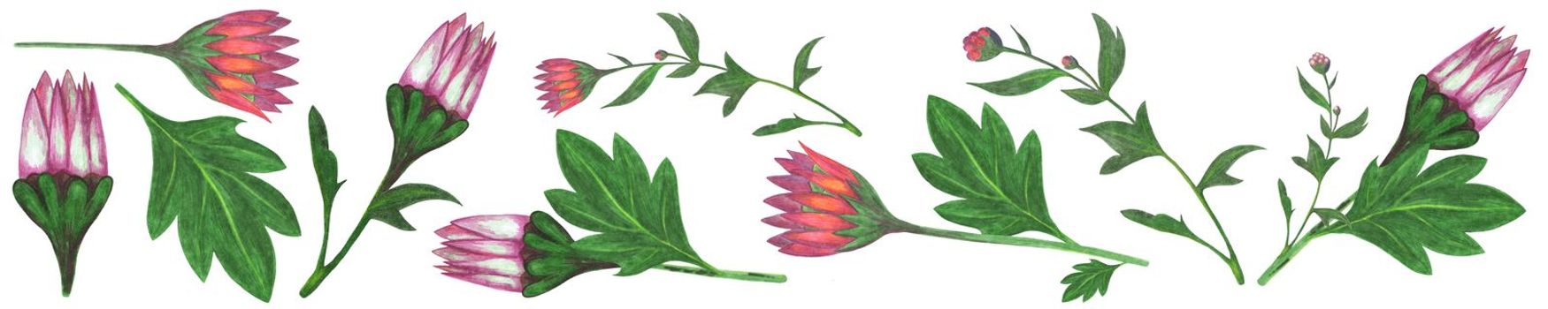 Set of Red and Pink Flowers with Green Leaves Isolated on White Background. Red and Pink Floral Element Drawn by Colored Pencil Collection.