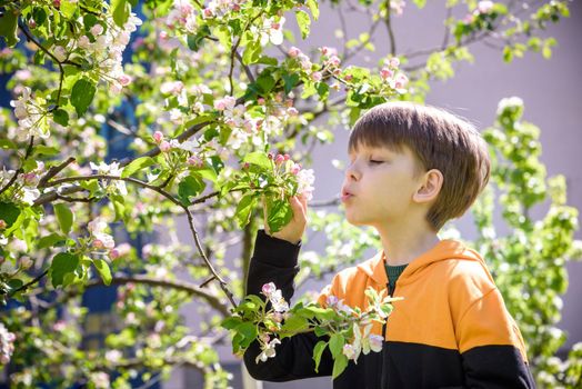 The boy at the apple blossom in the spring garden.