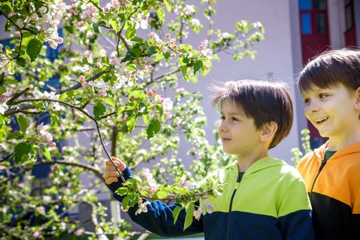 two boys standing near flowering crabapple, spring bloom in home garden. Friendship concept.