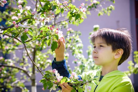seven year old boy looks at a flowering tree in spring afternoon.