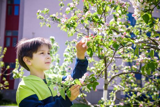 seven year old boy looks at a flowering tree in spring afternoon.