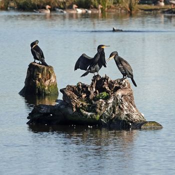 Three Great cormorant birds are sitting on tree trunks. Two are interacting. One is drying it's wings and another polishes his feathers