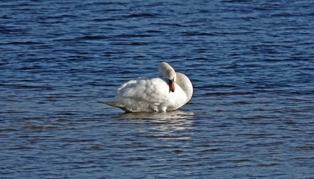 A mute swan preening while standing in the water. Seen in Hardenberg, the Netherlands