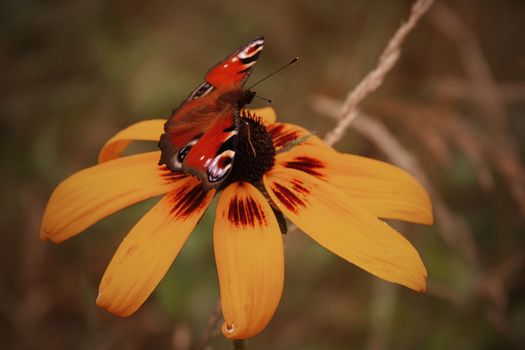 A Peacock butterfly ( European peacock or Aglais io) on a yellow Rudbeckia flower.