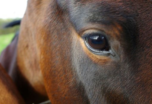 Eye of beautiful bay colored horse. Seen in Hardenberg, the Netherlands