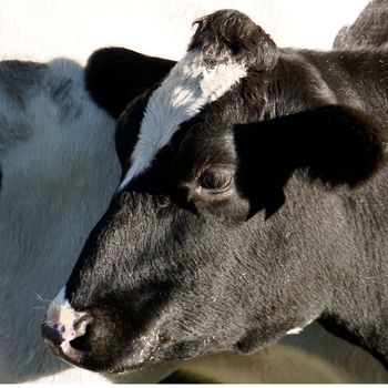 Portrait of a Holstein Friesian cow with a funny quiff