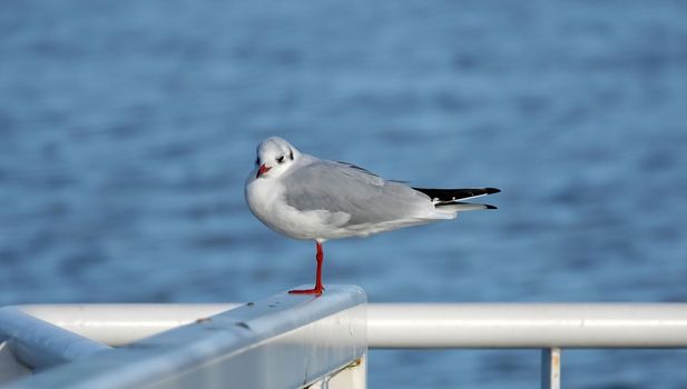 Rare seagull in the Netherlands, the little gull or Hydrocoloeus minutus with red paws in winter coat