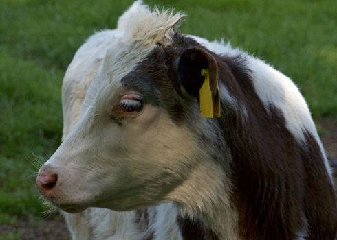 Portrait of a young grey-brown and white cow on a meadow in Germany. It's a youngster with long white eyelashes