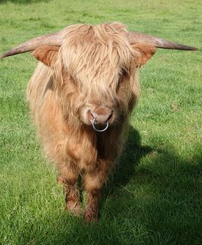 Young Scottish Highland bull on a meadow in Germany. His coat color is yellow