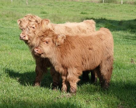 Two Highland calves on a meadow in Germany. Their coat color is yellow