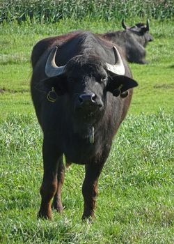 Water buffaloes in the Netherlands. On this farm they are raised for meat, milk and dairy products like mozzarella cheese