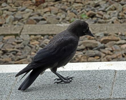 Coloeus monedula or western jackdaw looking for food on the sidewalk in a train station