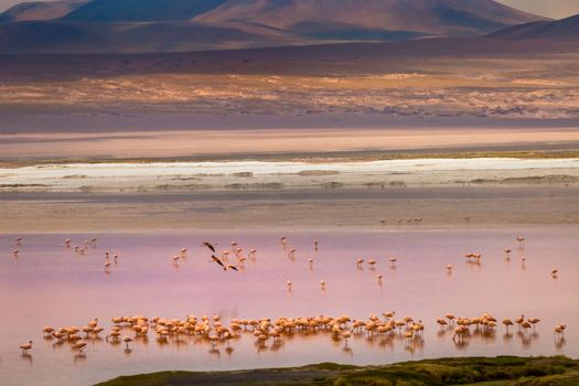 Laguna colorada, Red lake, with Andean Flamingos and Idyllic Altiplano Atacama Desert, Volcanic landscape, Potosi, Bolivian Andes, Bolivia