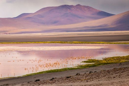 Laguna colorada, Red lake, with Andean Flamingos and Idyllic Altiplano Atacama Desert, Volcanic landscape, Potosi, Bolivian Andes, Bolivia