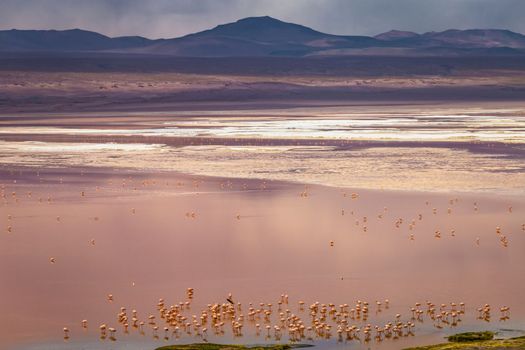 Laguna colorada, Red lake, with Andean Flamingos and Idyllic Altiplano Atacama Desert, Volcanic landscape, Potosi, Bolivian Andes, Bolivia