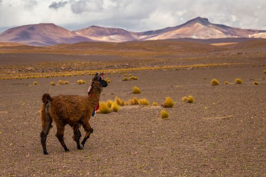 LLamas in Bolivia altiplano near Chilean atacama border, South America