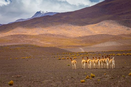 LLamas vicuna in Bolivia altiplano near Chilean atacama border, South America