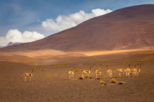 LLamas vicuna in Bolivia altiplano near Chilean atacama border, South America