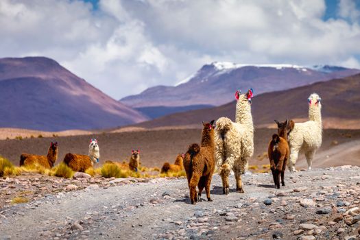 LLamas in Bolivia altiplano near Chilean atacama border, South America