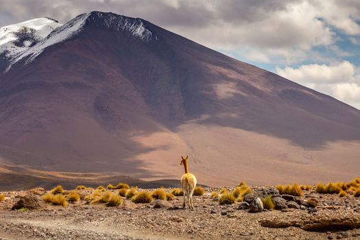 LLamas vicuna in Bolivia altiplano near Chilean atacama border, South America