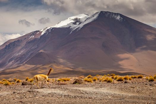 LLamas vicuna in Bolivia altiplano near Chilean atacama border, South America