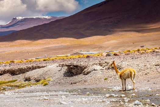 LLamas vicuna in Bolivia altiplano near Chilean atacama border, South America