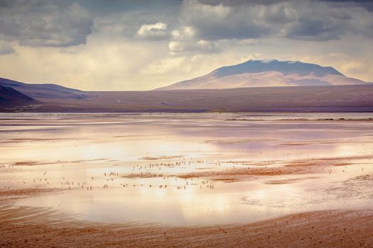 Laguna colorada, Red lake, with Andean Flamingos and Idyllic Altiplano Atacama Desert, Volcanic landscape, Potosi, Bolivian Andes, Bolivia