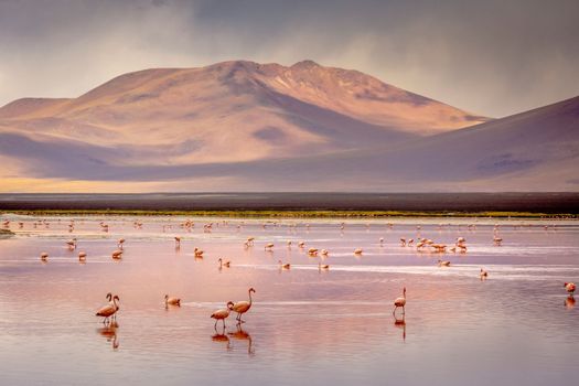 Laguna colorada, Red lake, with Andean Flamingos and Idyllic Altiplano Atacama Desert, Volcanic landscape, Potosi, Bolivian Andes, Bolivia