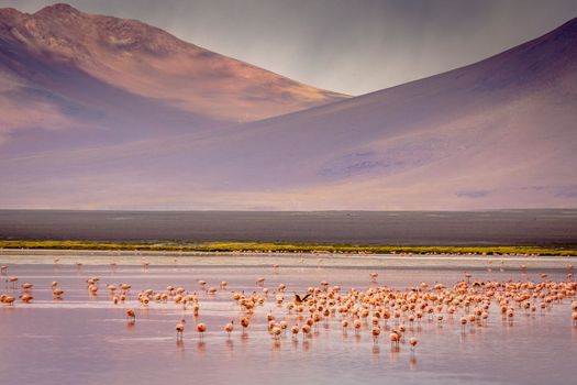 Laguna colorada, Red lake, with Andean Flamingos and Idyllic Altiplano Atacama Desert, Volcanic landscape, Potosi, Bolivian Andes, Bolivia