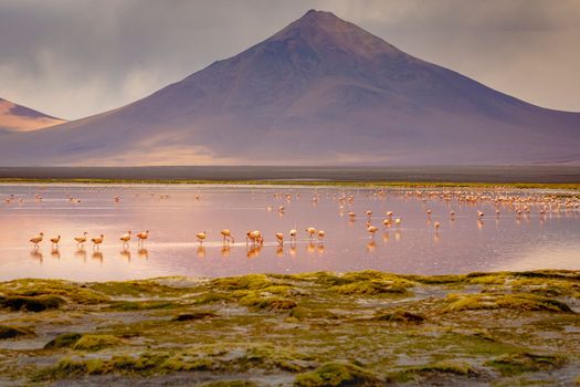 Laguna colorada, Red lake, with Andean Flamingos and Idyllic Altiplano Atacama Desert, Volcanic landscape, Potosi, Bolivian Andes, Bolivia