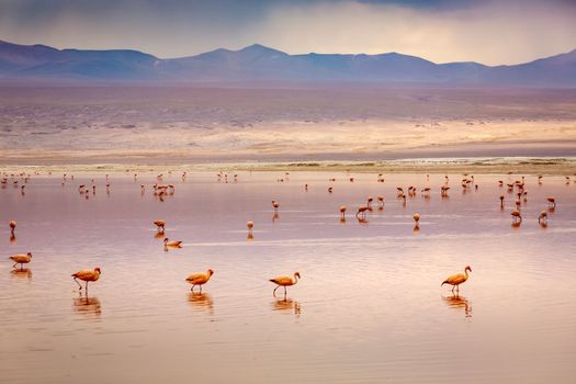 Laguna colorada, Red lake, with Andean Flamingos and Idyllic Altiplano Atacama Desert, Volcanic landscape, Potosi, Bolivian Andes, Bolivia