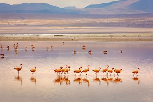 Laguna colorada, Red lake, with Andean Flamingos and Idyllic Altiplano Atacama Desert, Volcanic landscape, Potosi, Bolivian Andes, Bolivia