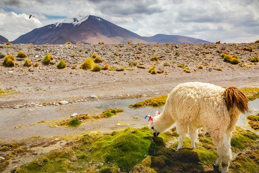 LLamas in Bolivia altiplano near Chilean atacama border, South America