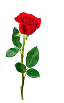 red rose on a white background