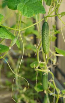 cucumbers ripen in the greenhouse. Home harvest. Harvest in the greenhouse. Homemade vegetables. Cucumbers in the greenhouse. Cucumbers on the branch.