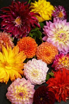 Red white Dahlia flowers with rain drops, top view wallpaper background. Colorful dahlia flowers, wallpaper backdrop. Blossoming dalias bloom